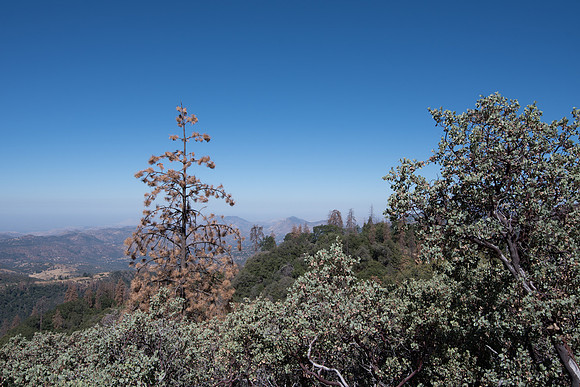 CMH_8478