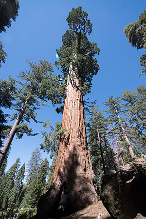 CMH_8488