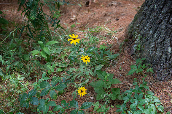 CMH_6779