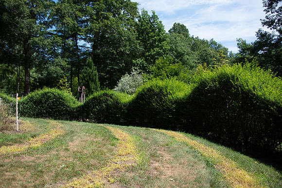 CMH_6945