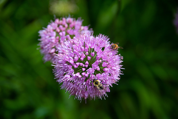 CMH_6880